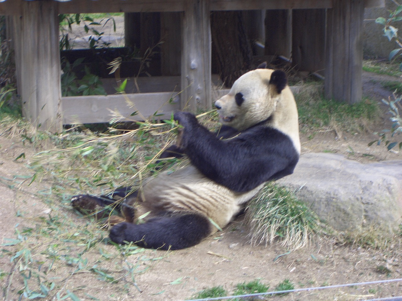 2009.2.21王子動物園 012.jpg