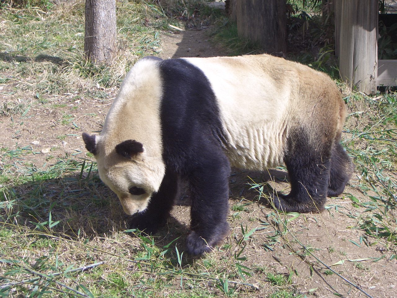 2009.2.21王子動物園 014.jpg