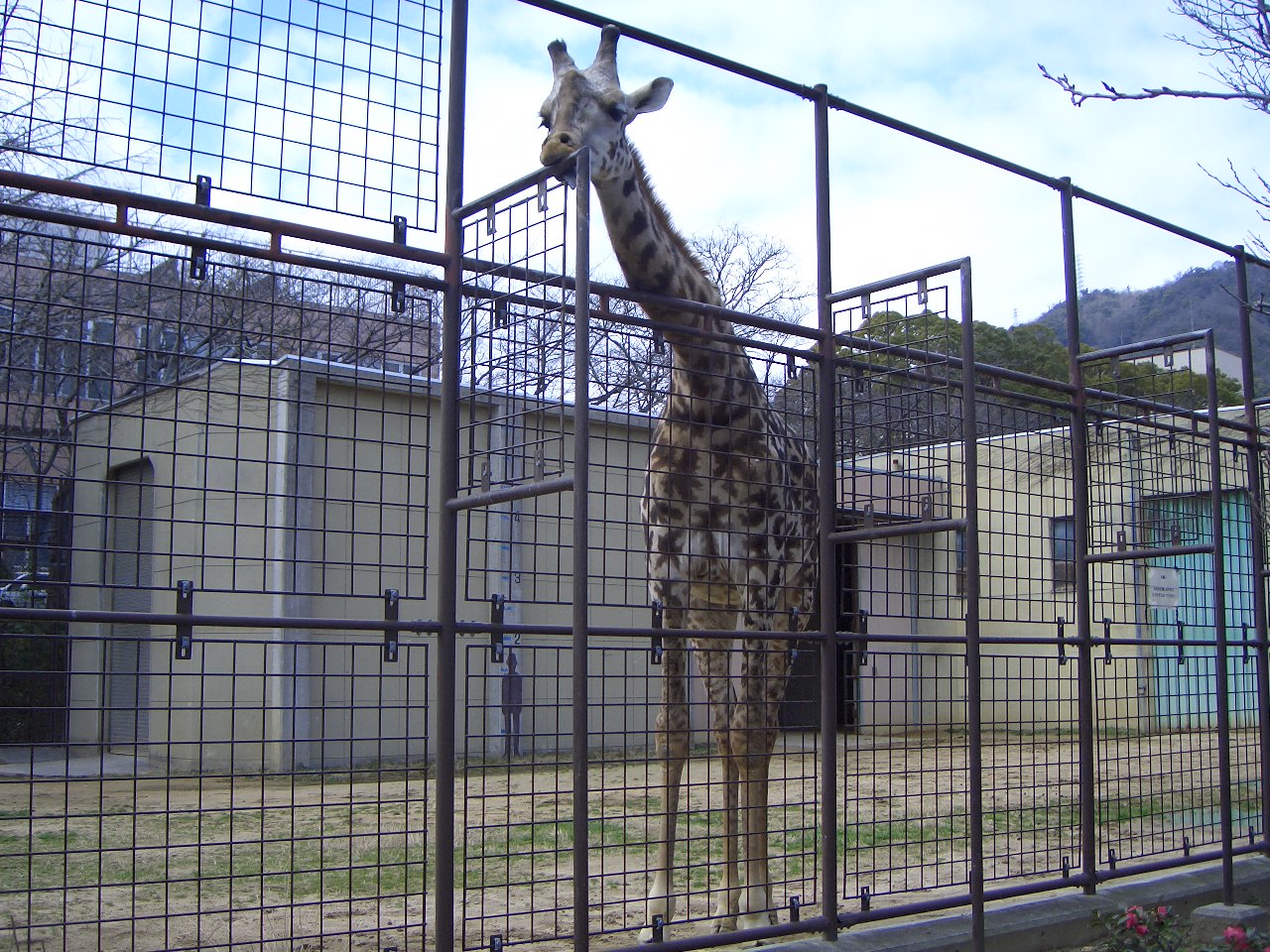 2009.2.21王子動物園 022.jpg