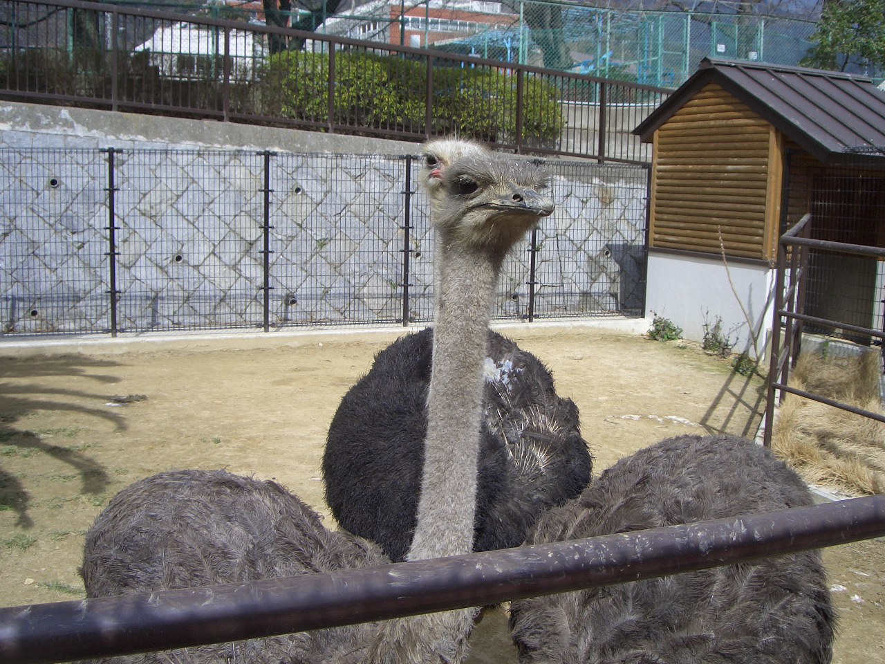 2009.2.21王子動物園 026.jpg