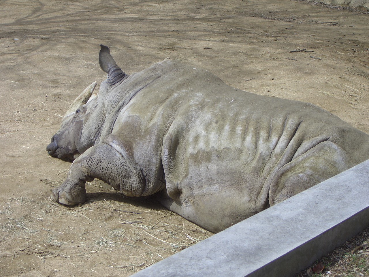 2009.2.21王子動物園 028.jpg