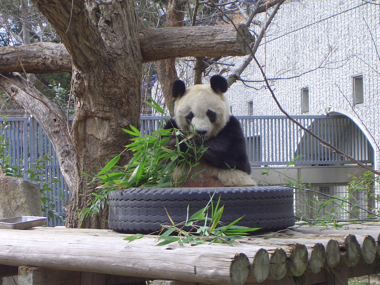 2009.2.21王子動物園 031.jpg