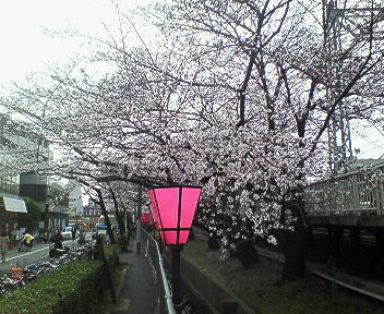 桜@武庫之荘2.jpg
