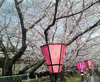 桜@武庫之荘3.jpg