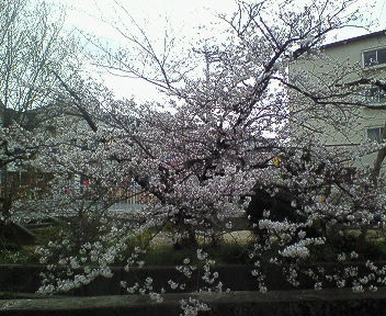桜@武庫之荘.jpg