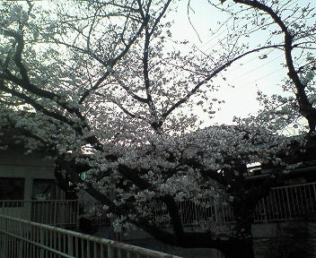 桜@武庫之荘4.jpg