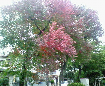 武庫之荘紅葉公園.jpg