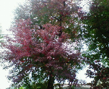 武庫之荘紅葉公園2.jpg