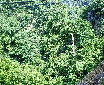 箕面の滝 森.jpg