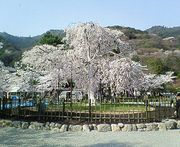 嵐山白いしだれ桜.jpg