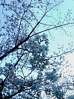 桜@夙川公園.2.jpg
