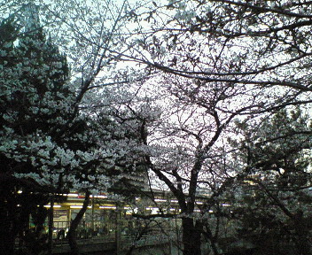 桜@夙川公園.3.jpg